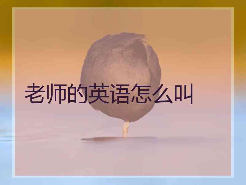 老师的英语怎么叫