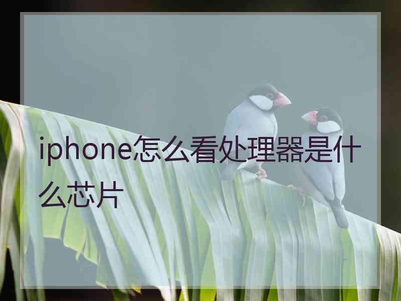 iphone怎么看处理器是什么芯片