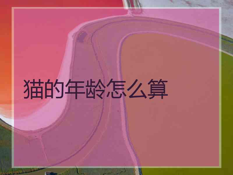 猫的年龄怎么算